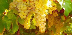Vino Malvasia